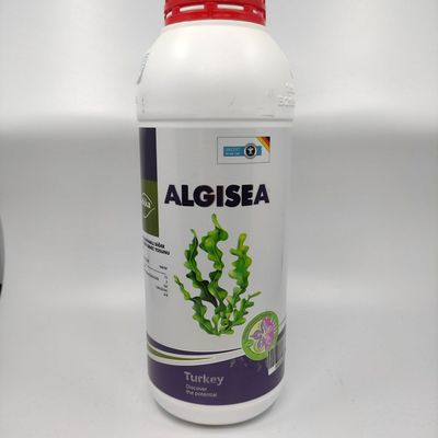 Algea Deniz Yosunu
