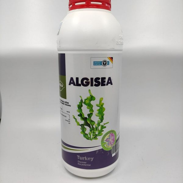 Algea Deniz Yosunu